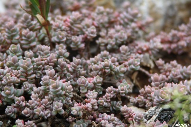 sedum